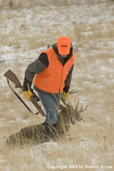 Big game hunter dragging bagged white-tailed deer buck.