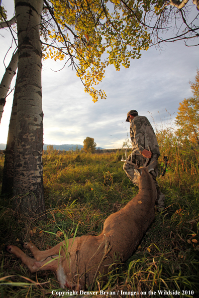 Bowhunter dragging downed white-tailed buck.