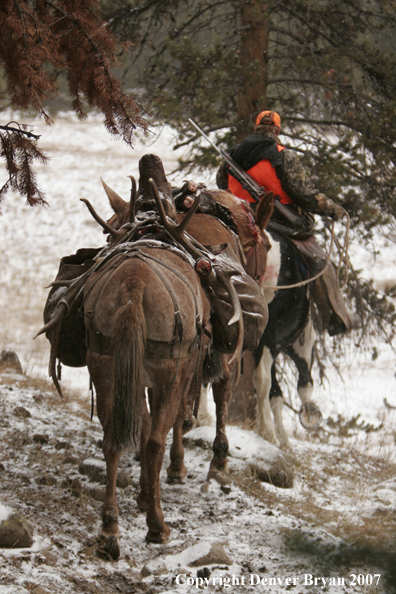 ELk hunter with pack string