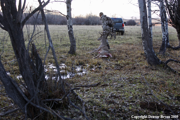 Bowhunter with bagged whitetail buck.