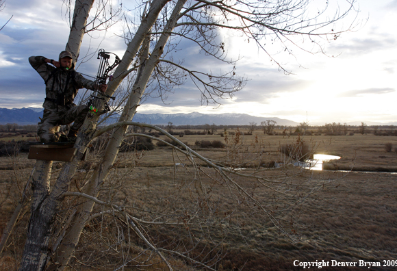 Bowhunter aiming bow from tree stand.