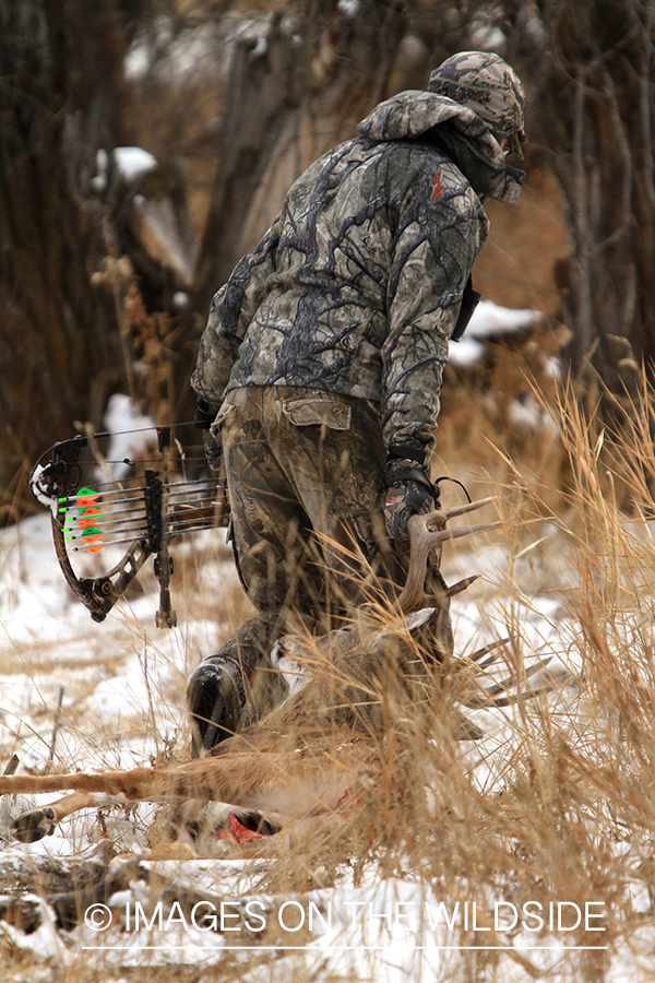 Bowhunter dragging bagged white-tailed buck.