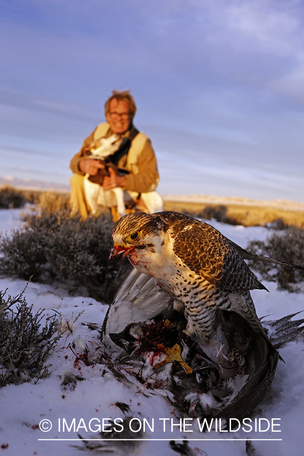 Gyr falcon on sage grouse with falconer and english pointer.