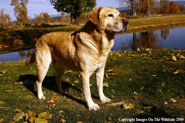 Yellow Labrador Retriever