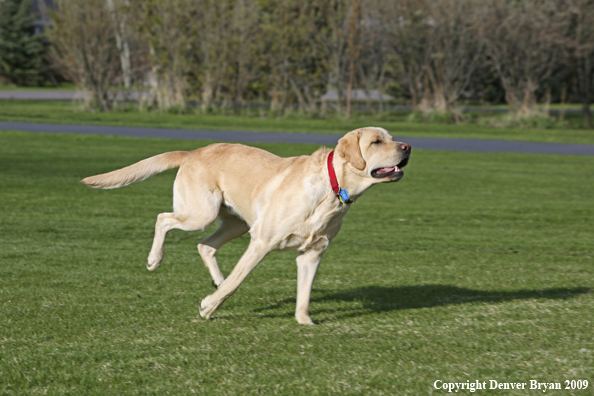 Yellow Labrador Retriever in yard