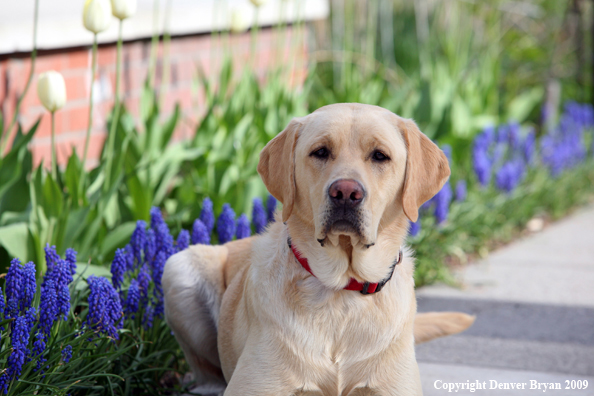 Yellow Labrador Retriever by flowers