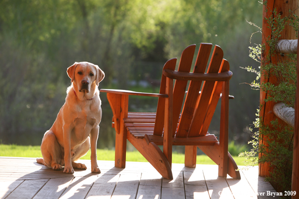Yellow Labrador Retriever on deck