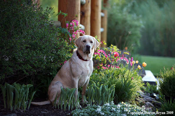 Yellow Labrador Retriever by flowers
