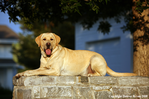 Yellow Labrador Retriever in yard