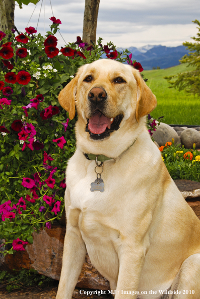 Yellow Labrador Retriever