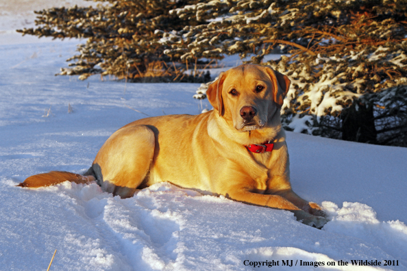 Yellow Labrador Retriever in winter