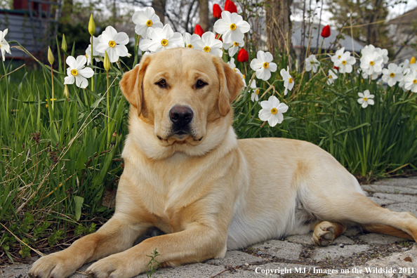 Yellow Labrador Retriever.