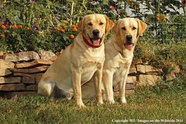 Yellow Labrador Retrievers.