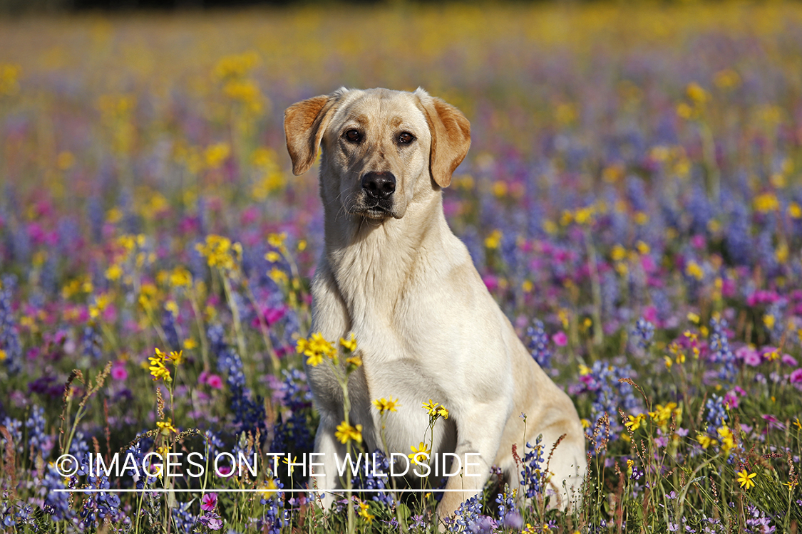 Yellow labrador retriever in field of wildflowers.