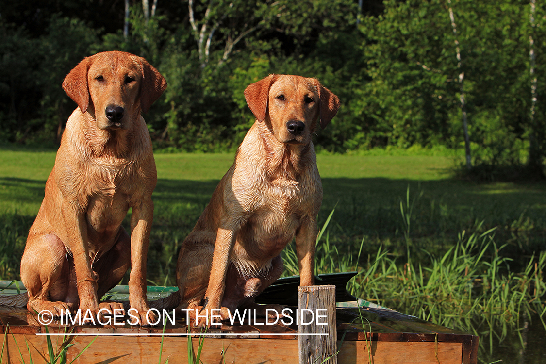 Yellow Labrador Retrievers