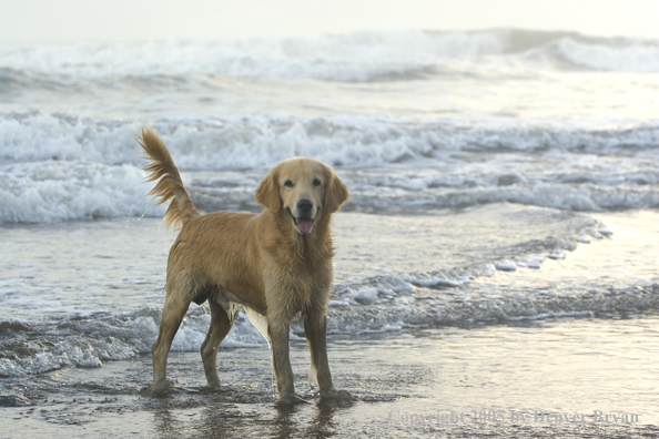 Golden Retriever on ocean beach.