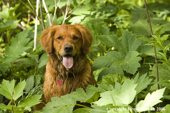 Golden Retriever sitting on deck.