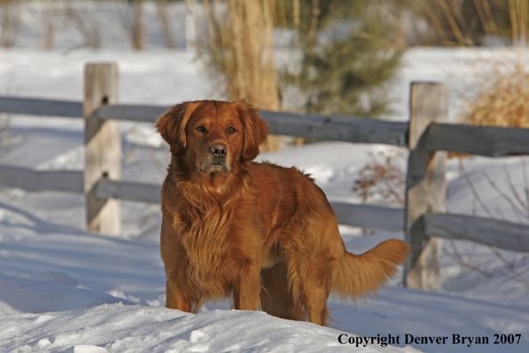 Golden Retriever in the snow.