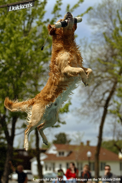 Golden Retriever Competing 