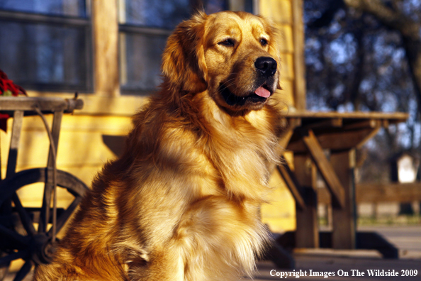 Golden Retriever