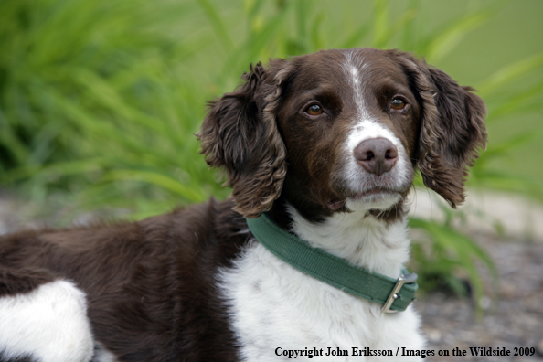 Brittany Spaniel in yard