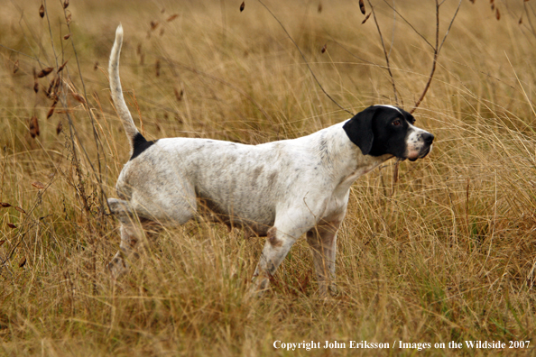 English Pointers in field.