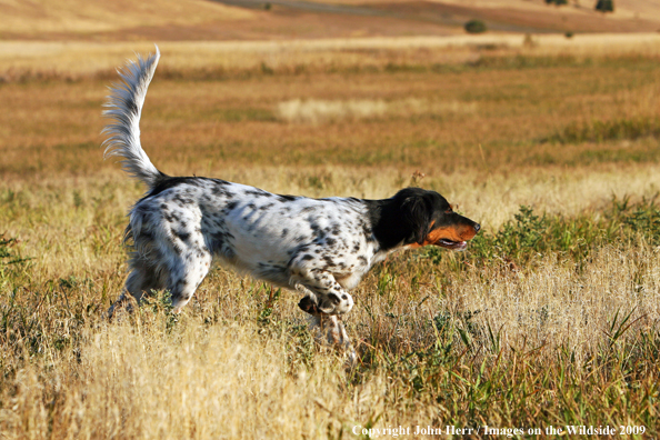 English Setter in field on point