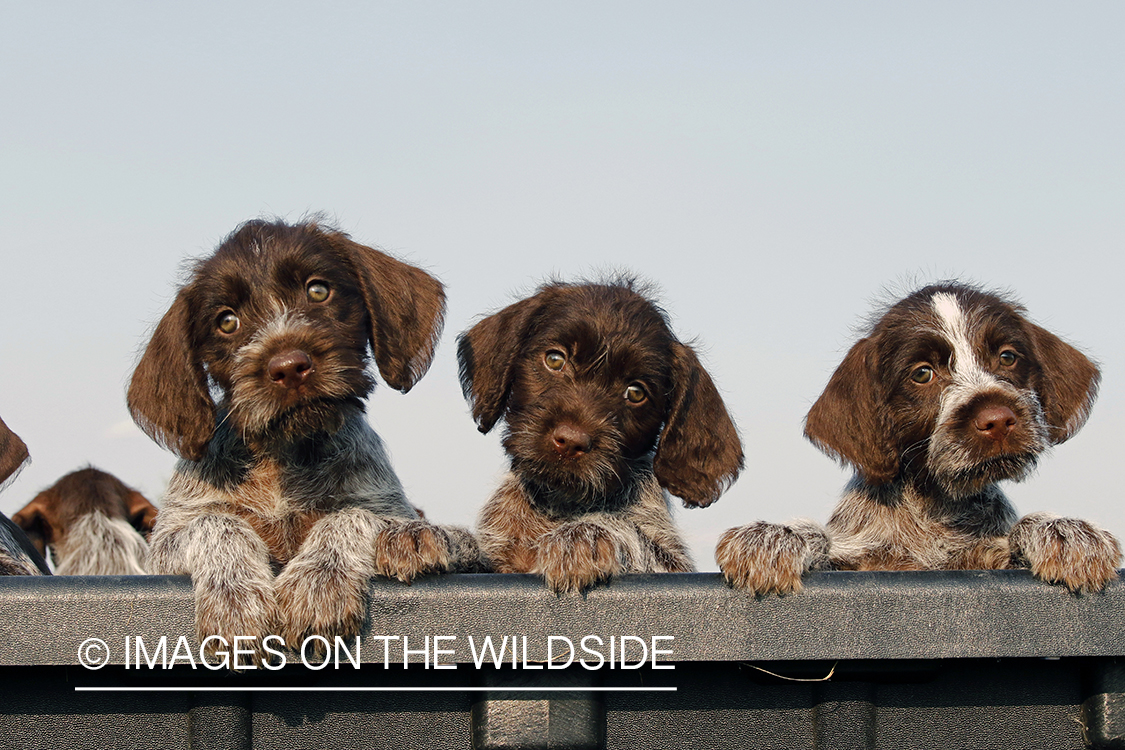 German Wirehair Pointer puppies