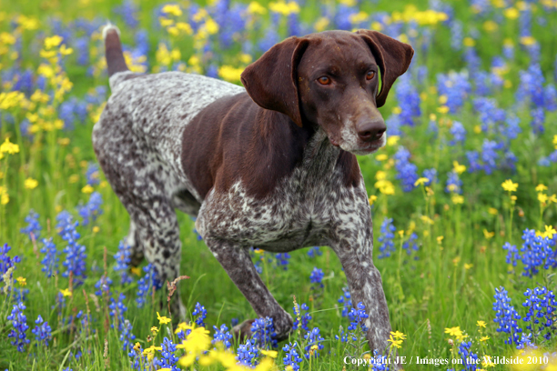 German Shorthair Pointer