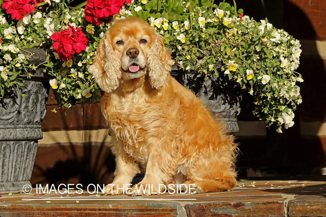 Cocker Spaniel in front of flowers.