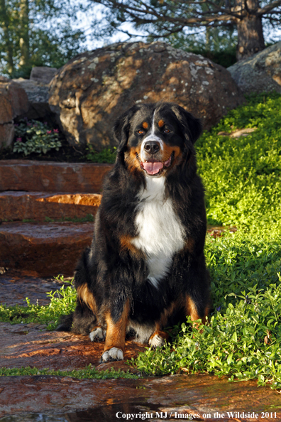 Bernese Mountain Dog. 
