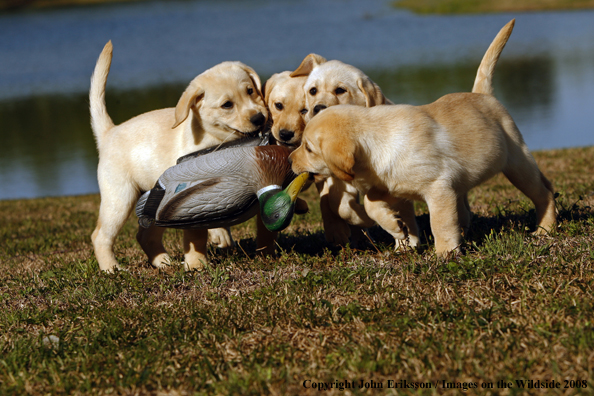 Yellow Labrador Puppies