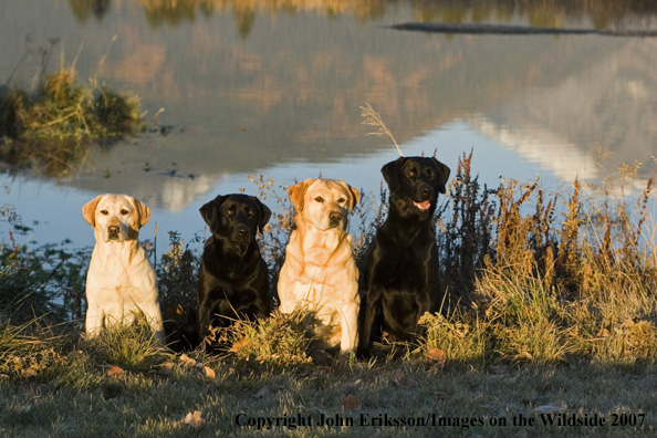 Multi-colored Labrador Retrievers