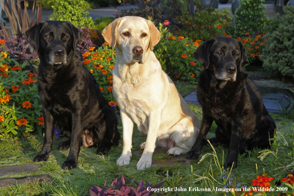 Multi-colored Labrador Retrievers 