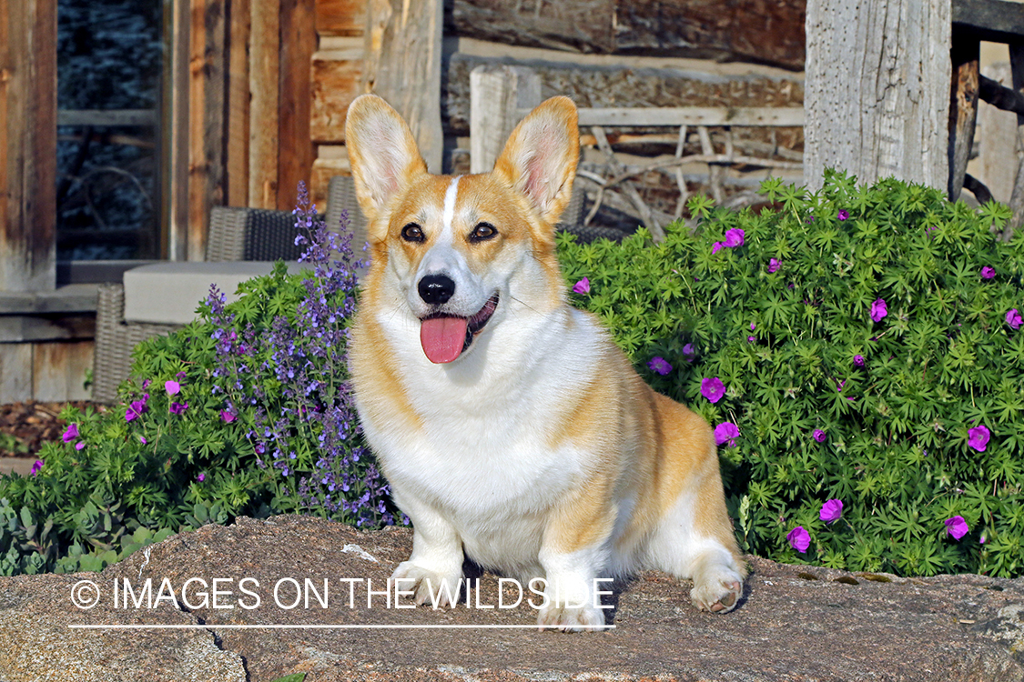Welsh Corgi sitting on rock.