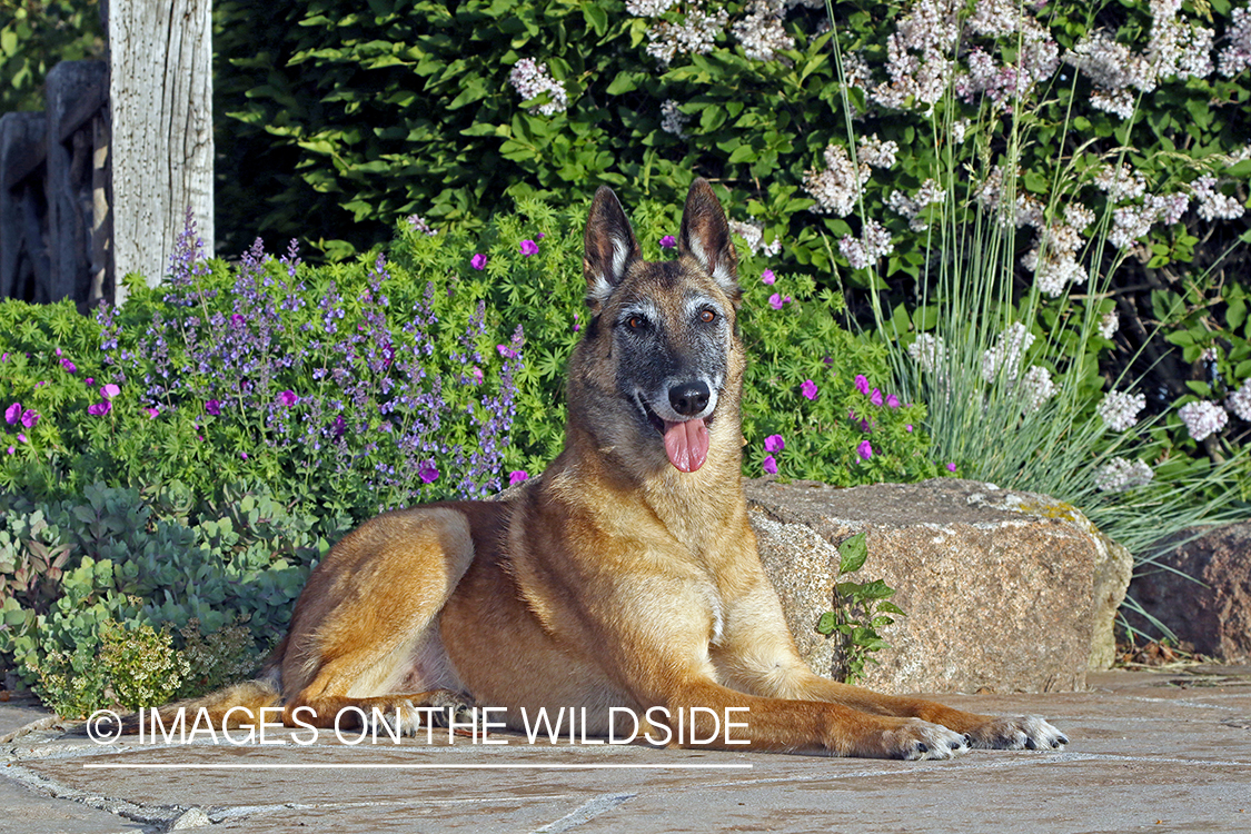 Belgian Shepard Malinois sitting on stone floor.