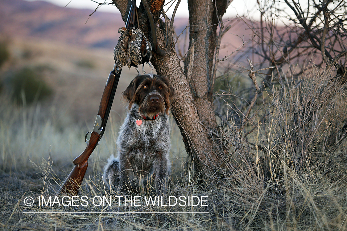 Wirehaired Pointing Griffon with bagged Mearn's quail.