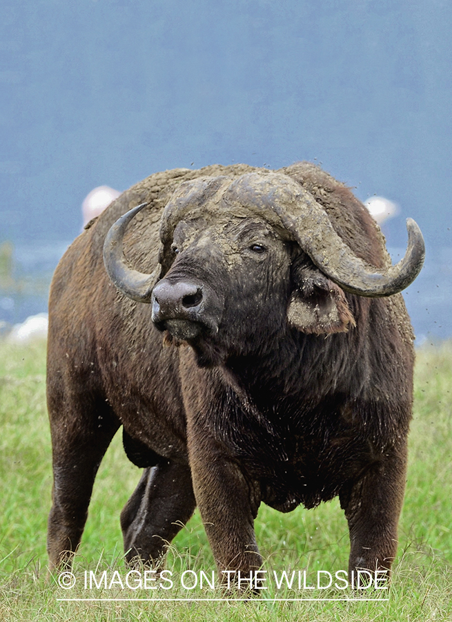 Cape Buffalo Bull in habitat.
