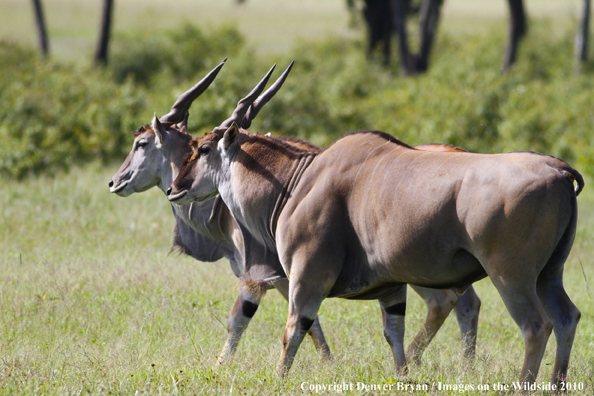 African Eland in habitat