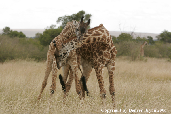 African Masai Giraffes fighting