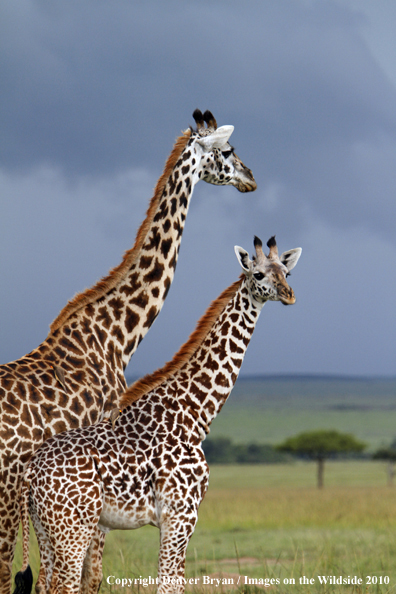 Masai Giraffe (adult with young)