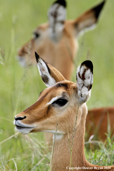 Impala doe in habitat. (Africa)
