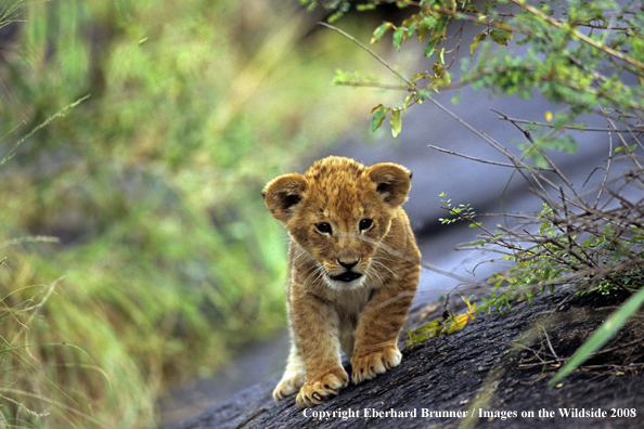 African Lion cub