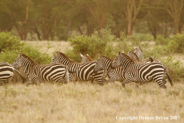 Burchell's Zebra 