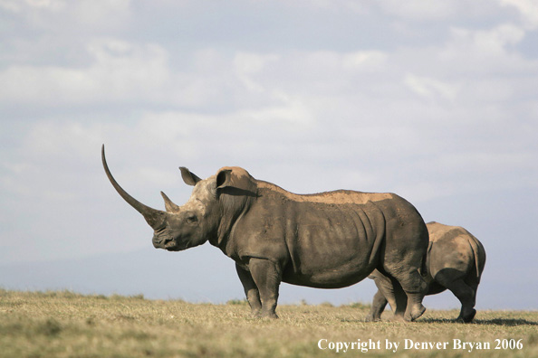 White African Rhinocerous