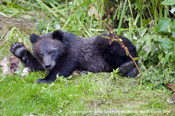 Brown bear cub in habitat.
