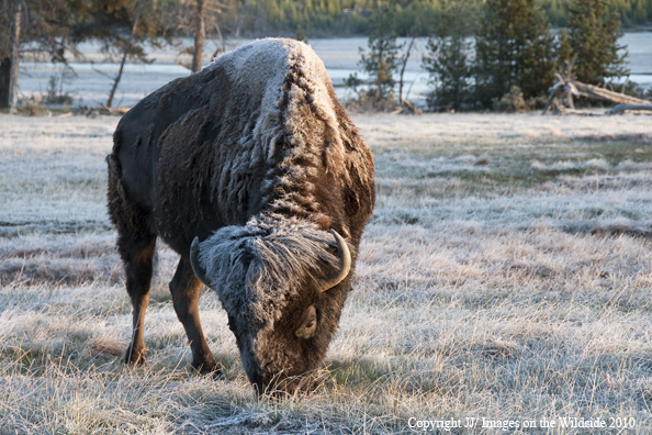Bison in snow.