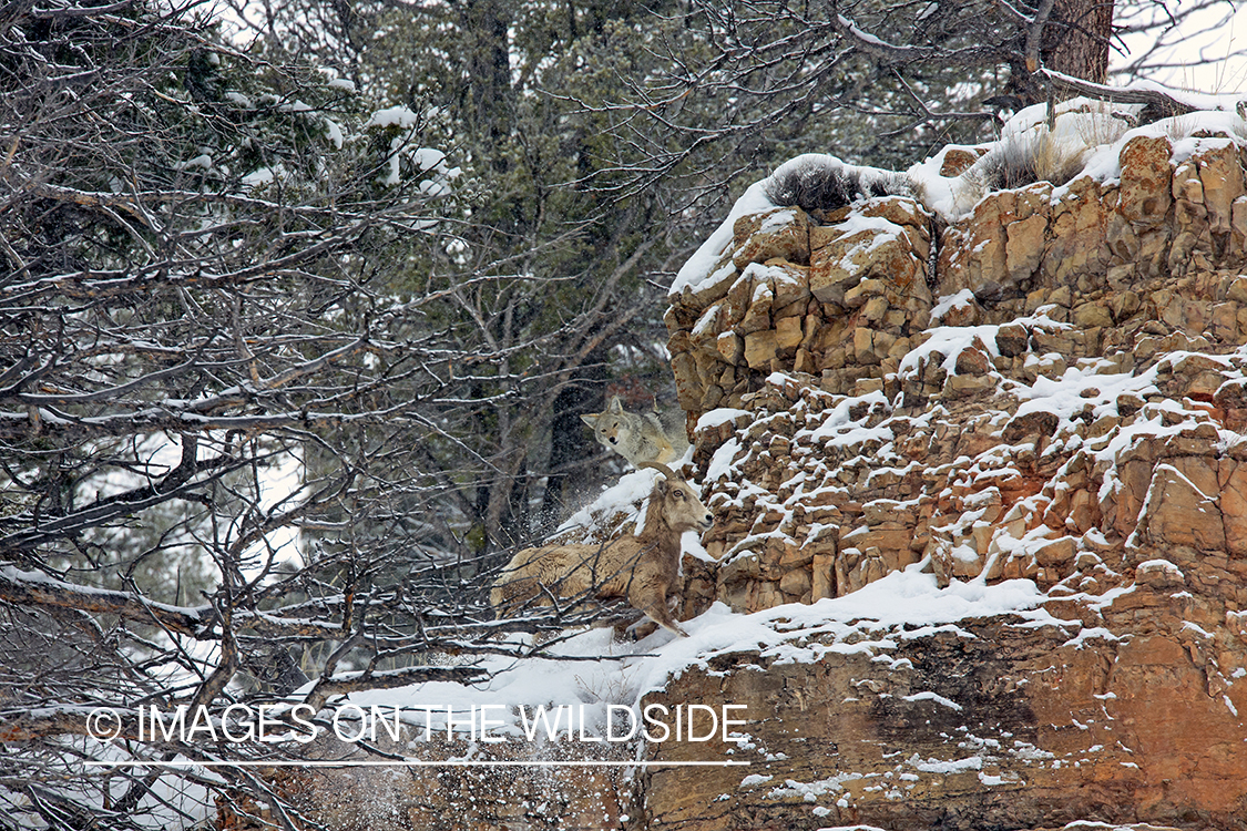 Coyotes hunting/chasing Bighorn sheep.