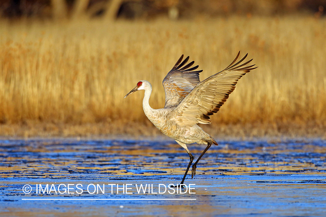 Sandhill crane taking flight. 