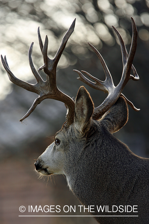 Mule deer 